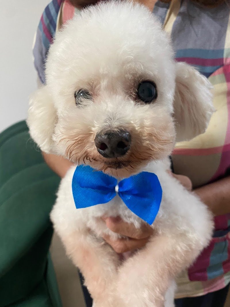 Kame Can Peluqueria Canina & petshop