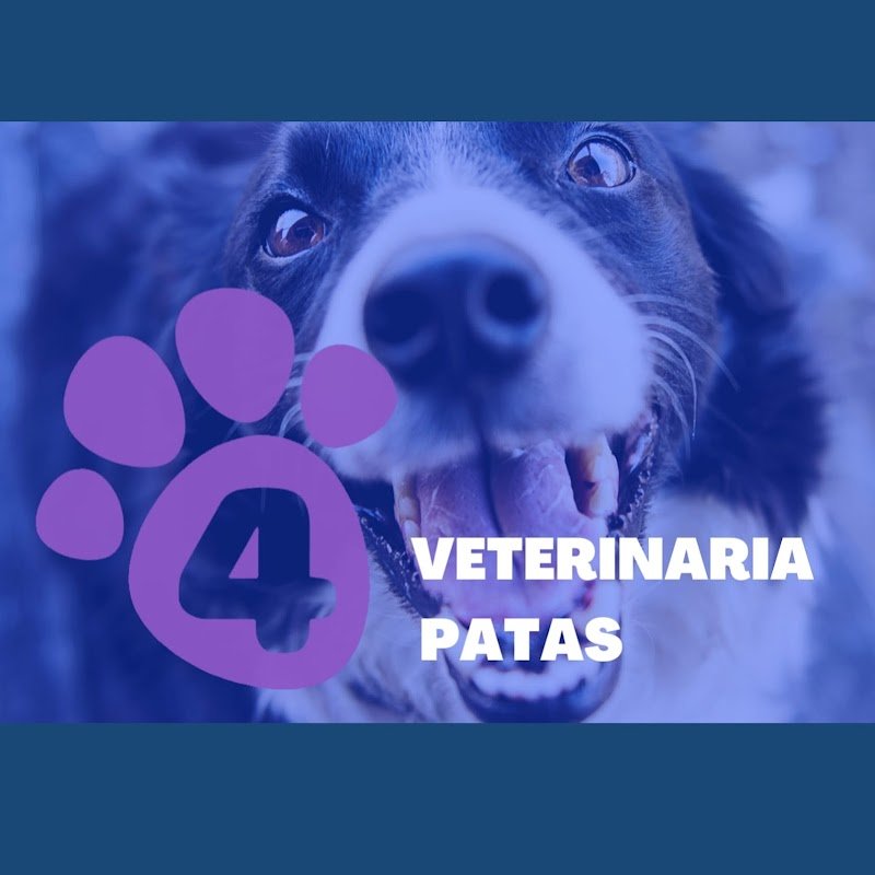 Veterinaria 4 patas