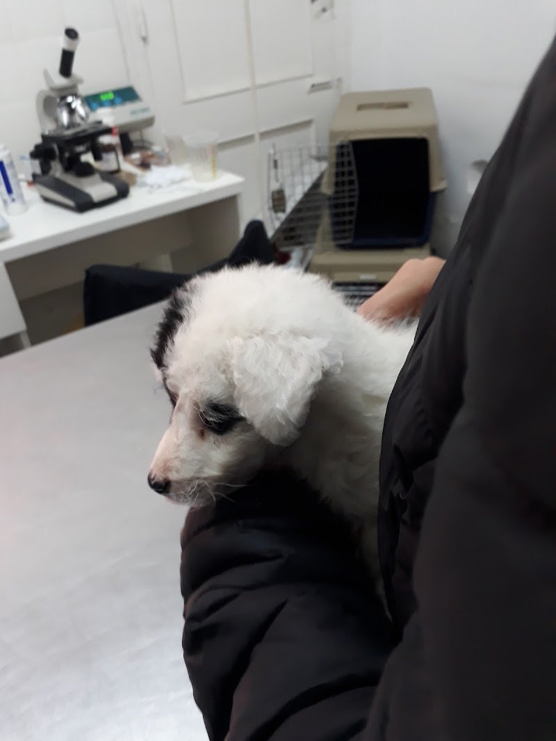 Veterinaria Centro