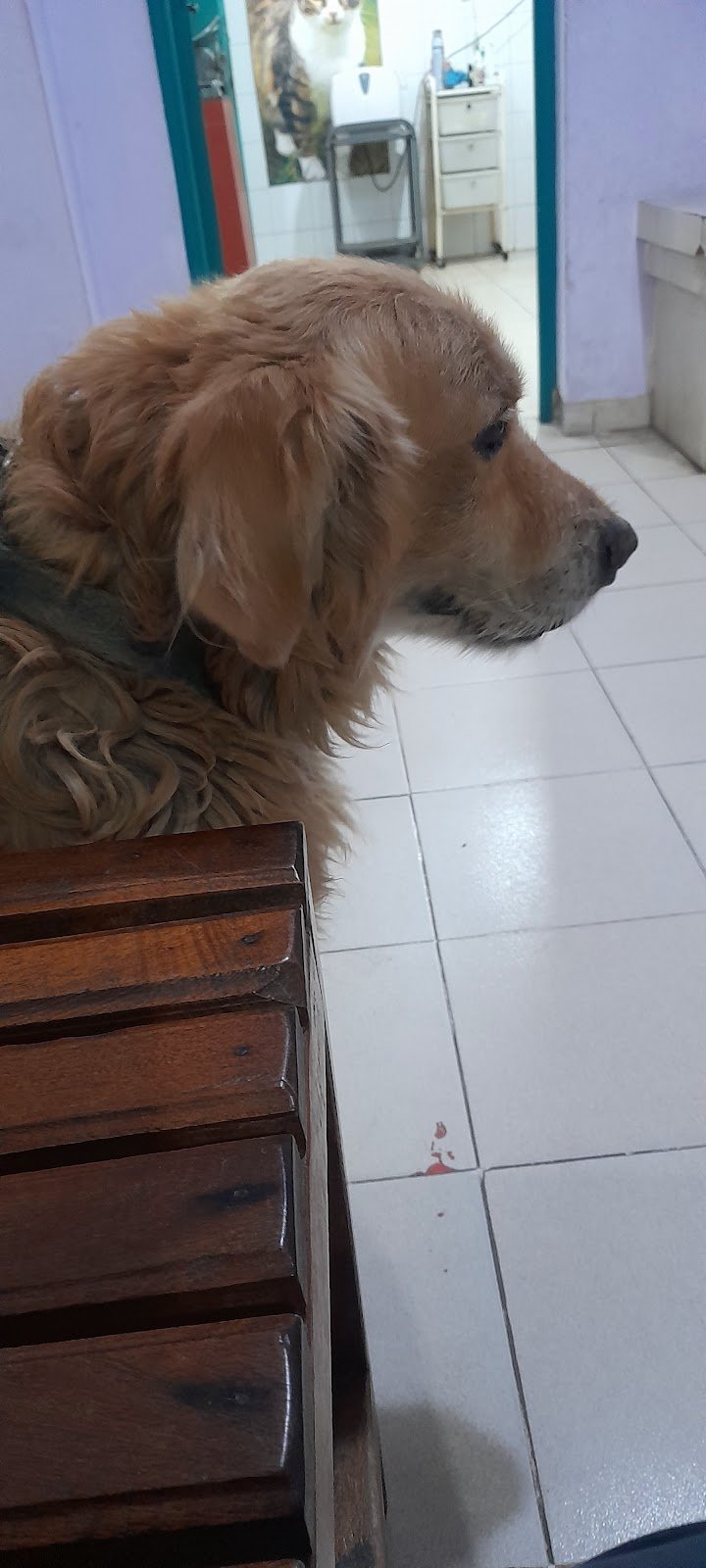 Veterinaria Batuque
