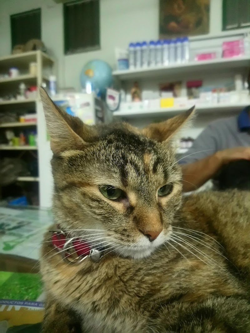 Veterinaria Santiago