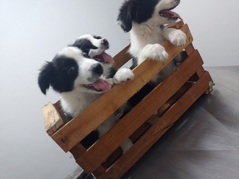 Veterinaria La Tribu
