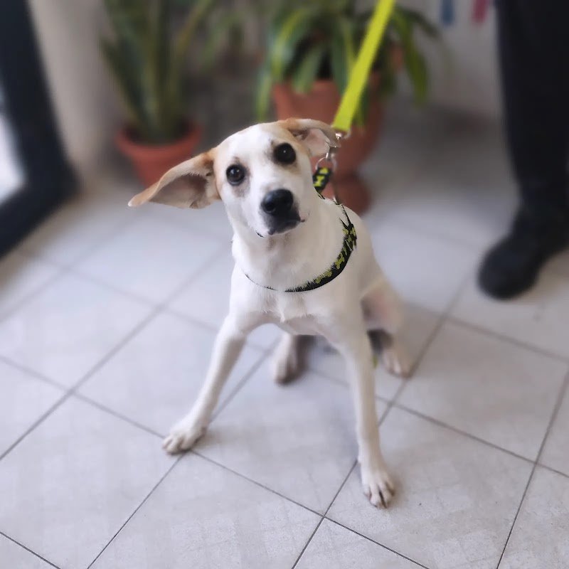 Veterinaria Antü