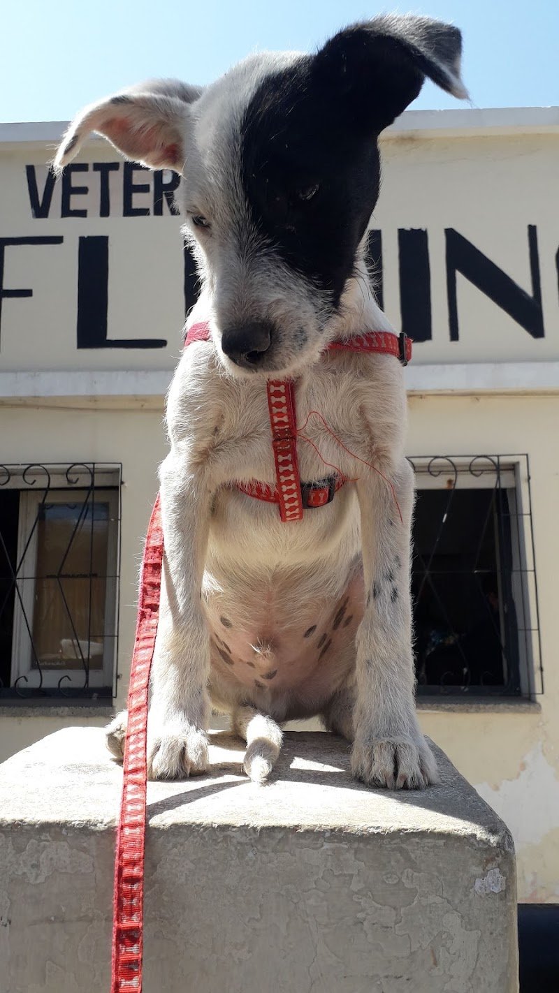 Veterinaria Fleming