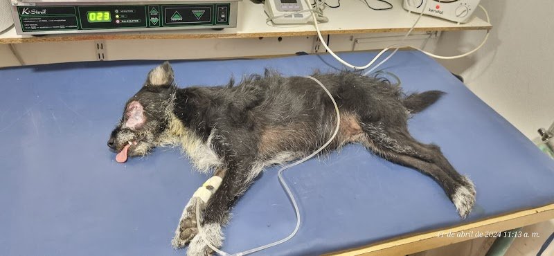 Clínica Veterinaria Colón