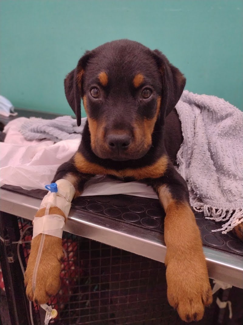 BienEstar Clínica Veterinaria