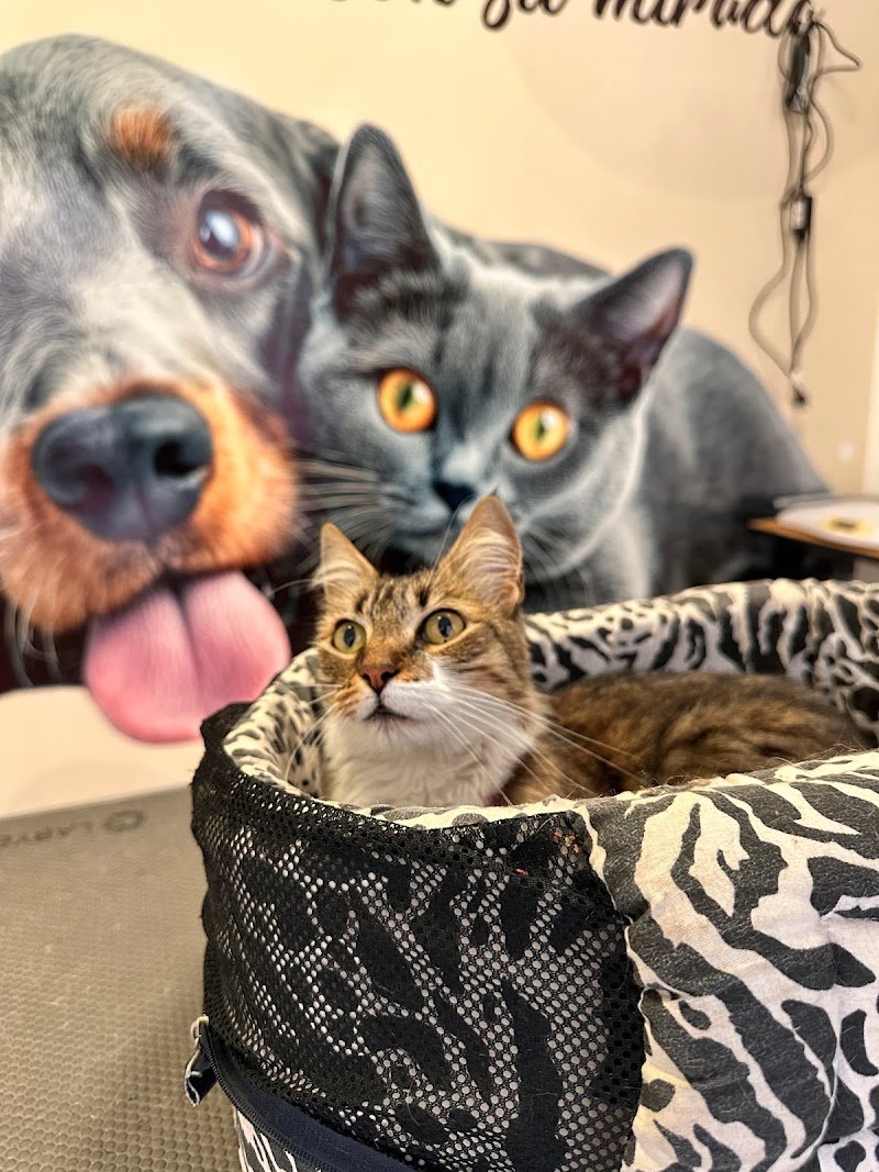 Di Cane Clínica Veterinaria