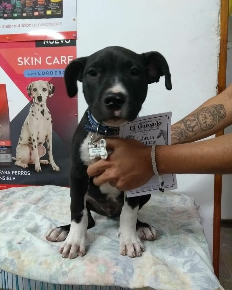 Veterinaria Mymba Porã