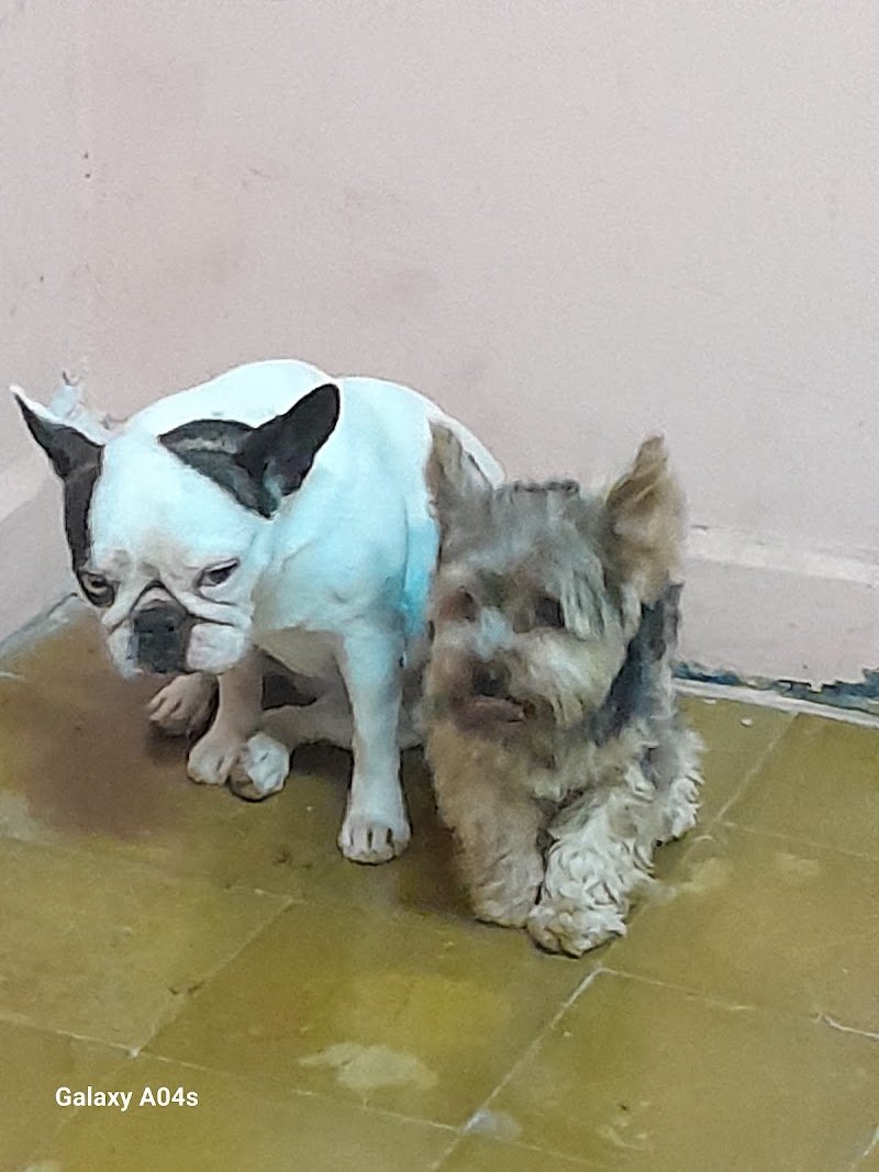 Veterinaria Dra Claudia