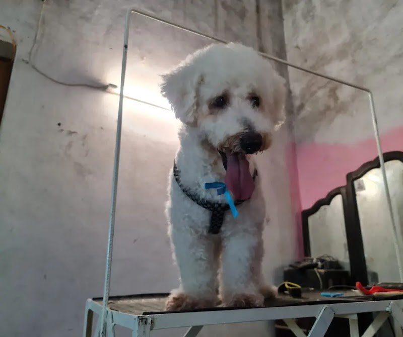 Que facha canina