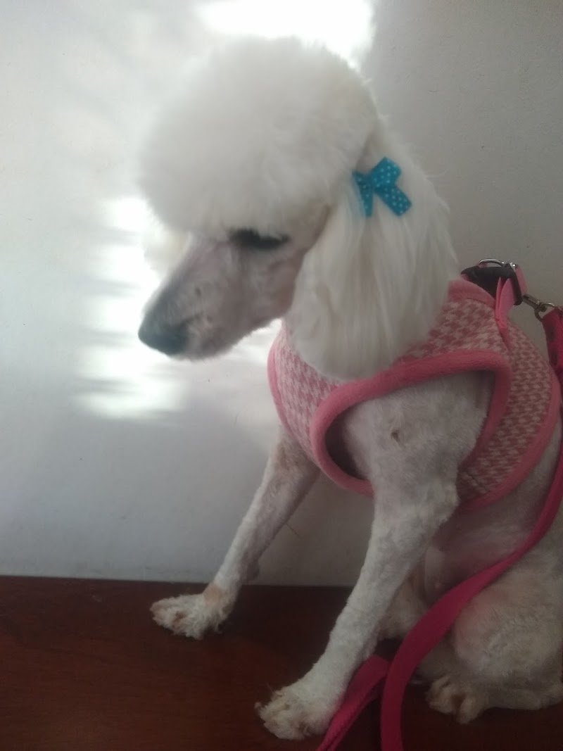 Veterinaria Muky