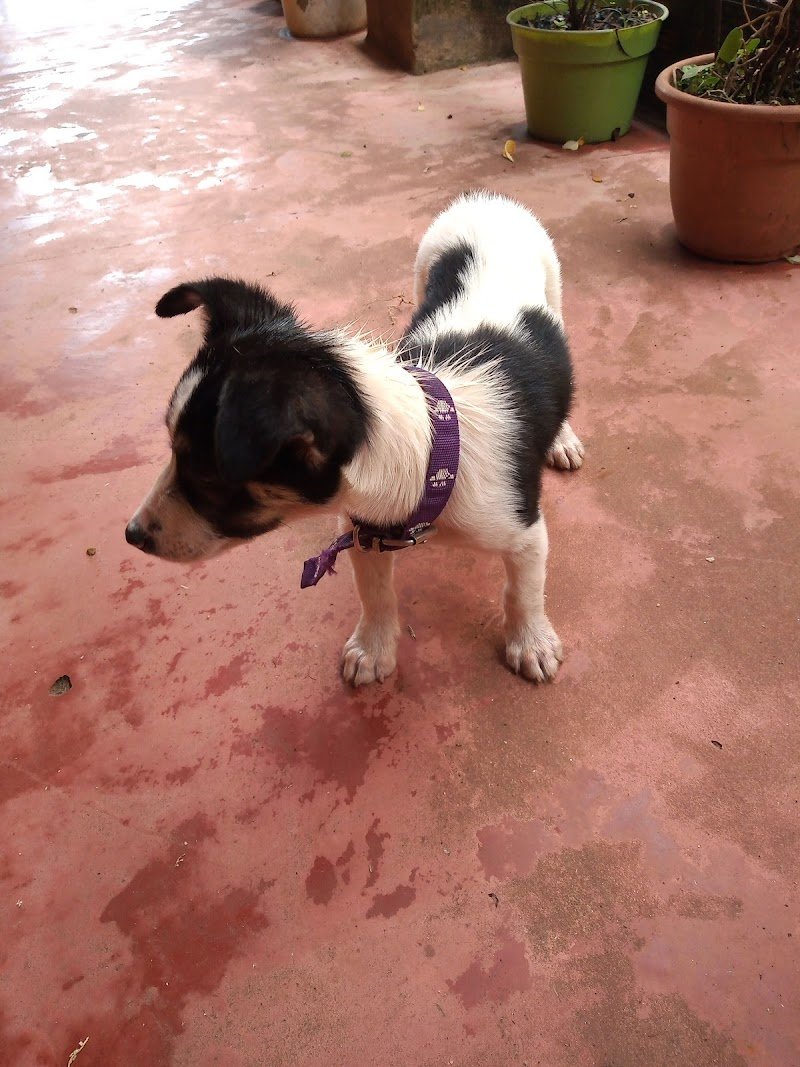 Veterinaria Itatí
