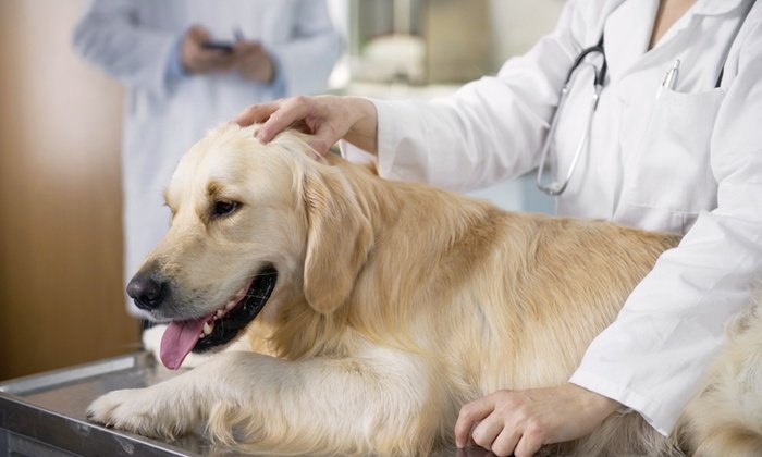 Veterinaria del Centro Dr Elizaincin