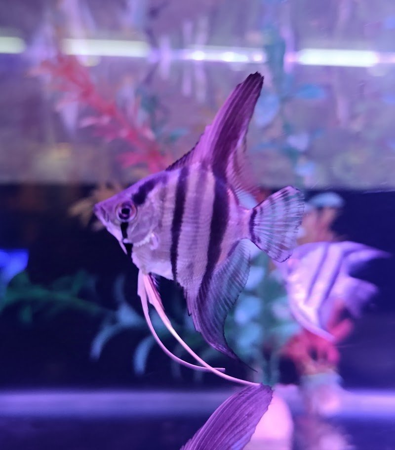 Acuario Riviera Encarnacion