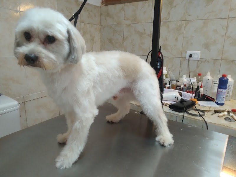 Mirko Peluquería Canina