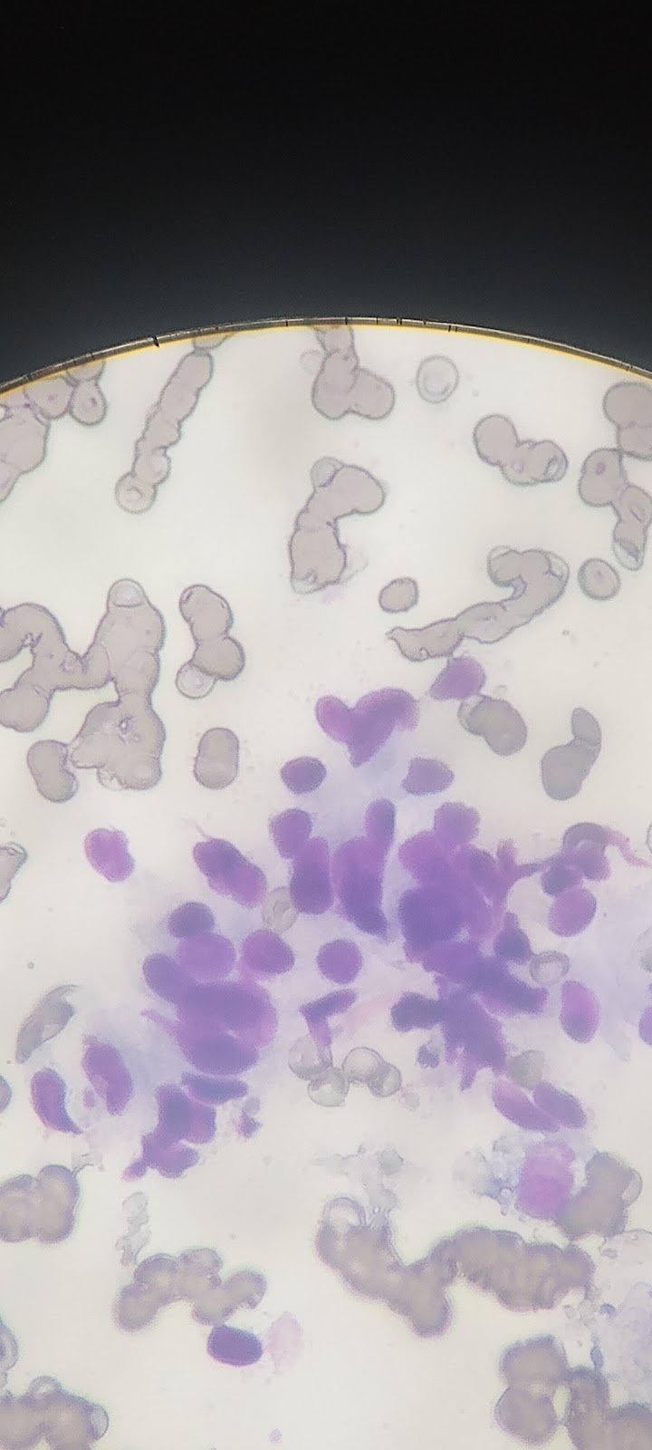 VETERINARIA BIOVET