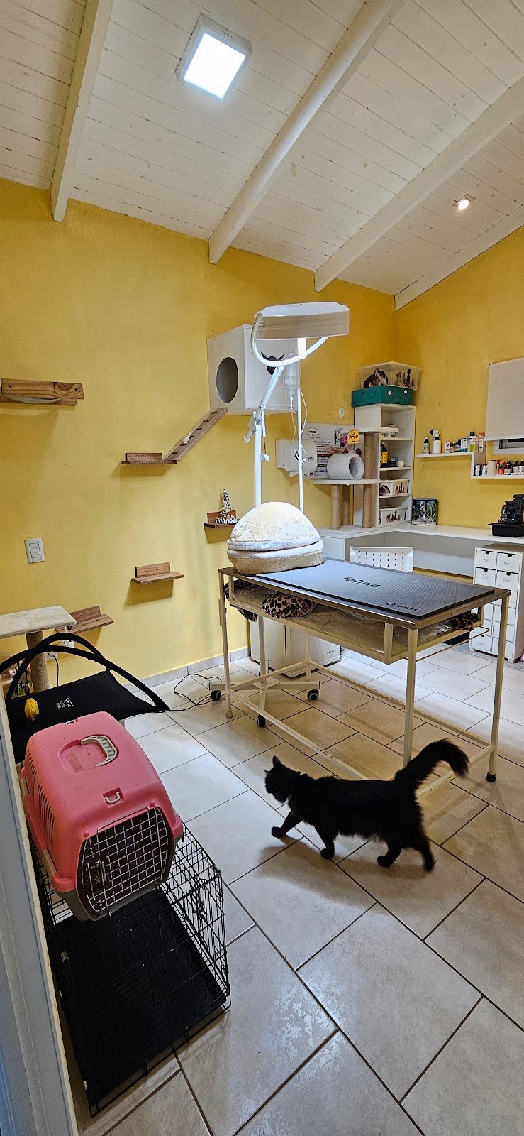Veterinaria michaela