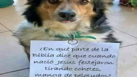 VETERINARIA LA CUCHA-CLINICA-CIRUGIA-ENVIOS