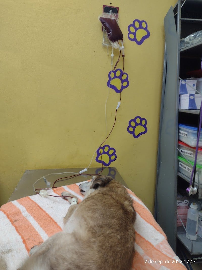 CIAVE Centro Integral de Atención veterinaria