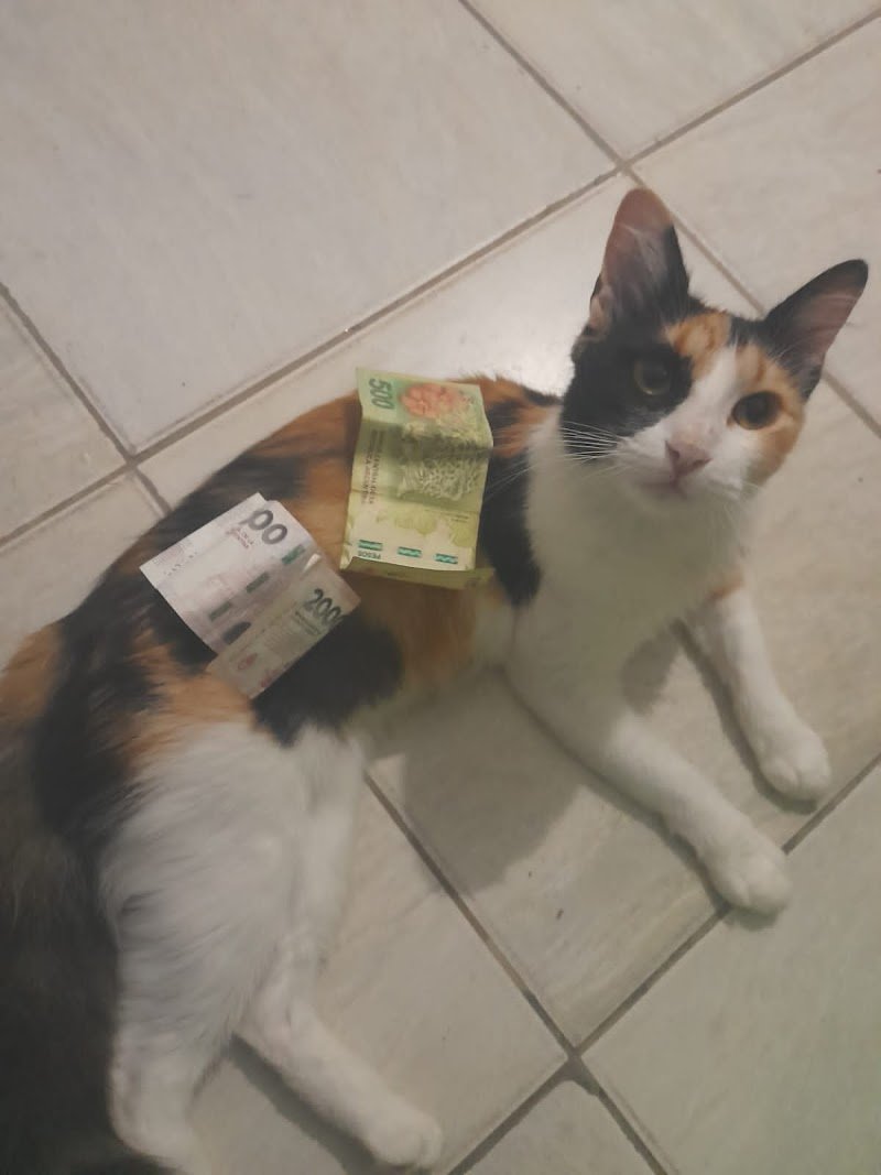 PET SHOP Los PELOTUD0S