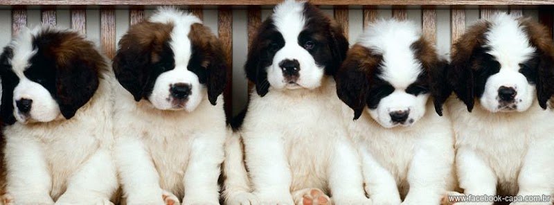 PET TOTAL Estética Animal e Clínica Veterinária
