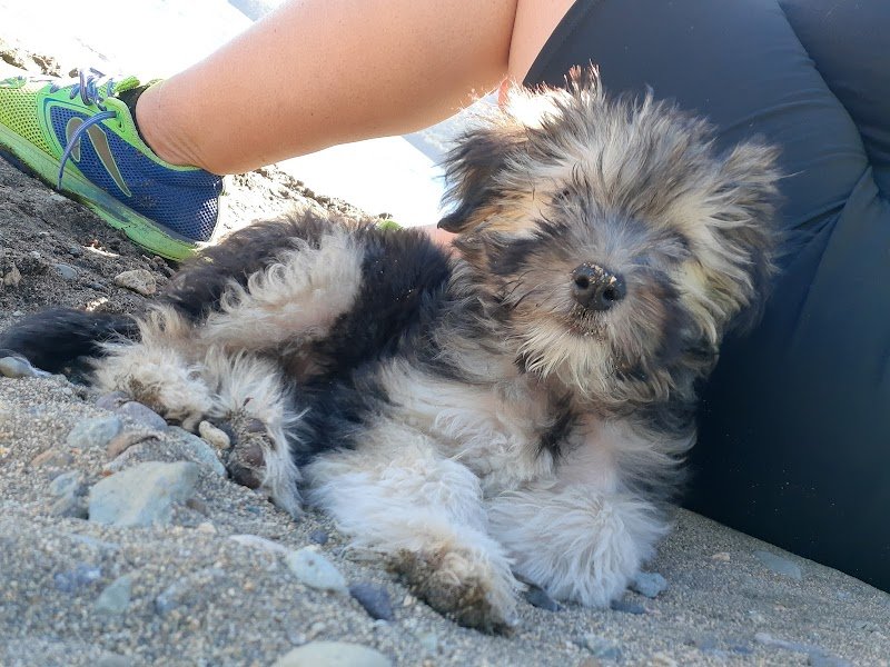 Clínica Veterinaria 9 de Julio