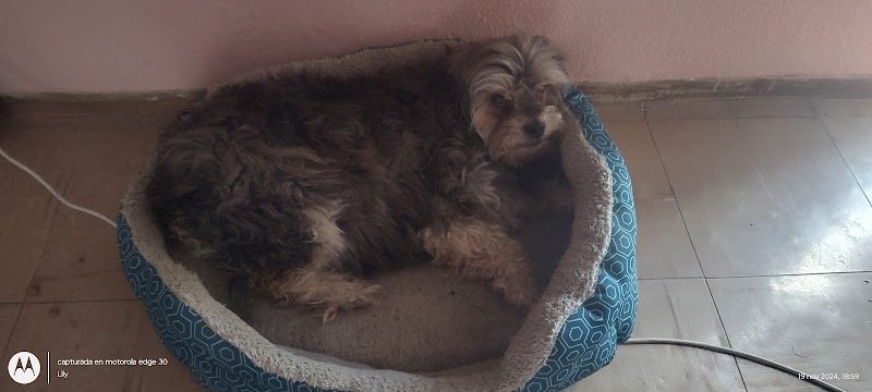 Veterinaria El Alemán