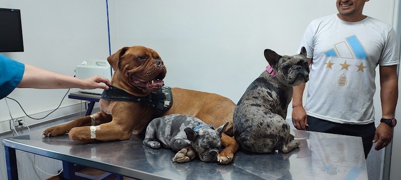 Clínica veterinaria Darwin