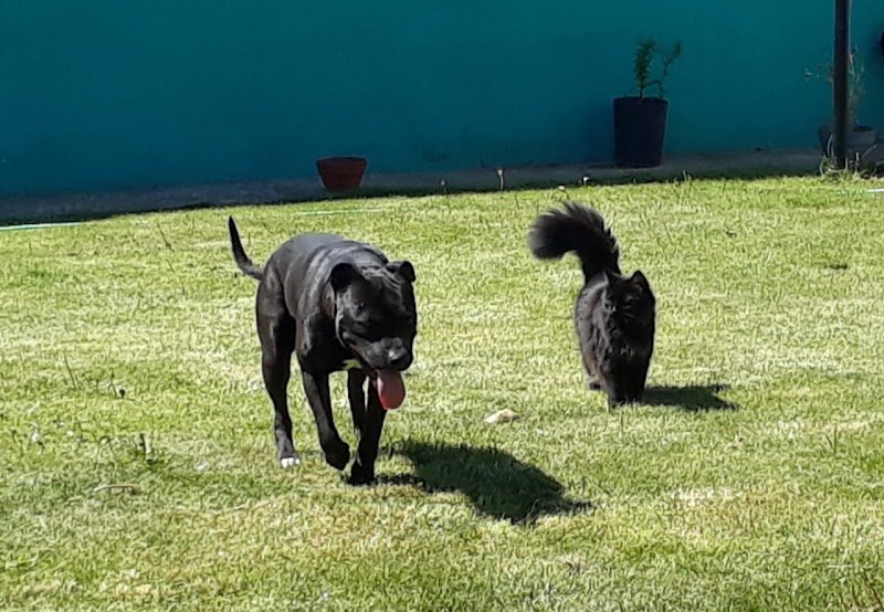 Centro Veterinario Reinoso