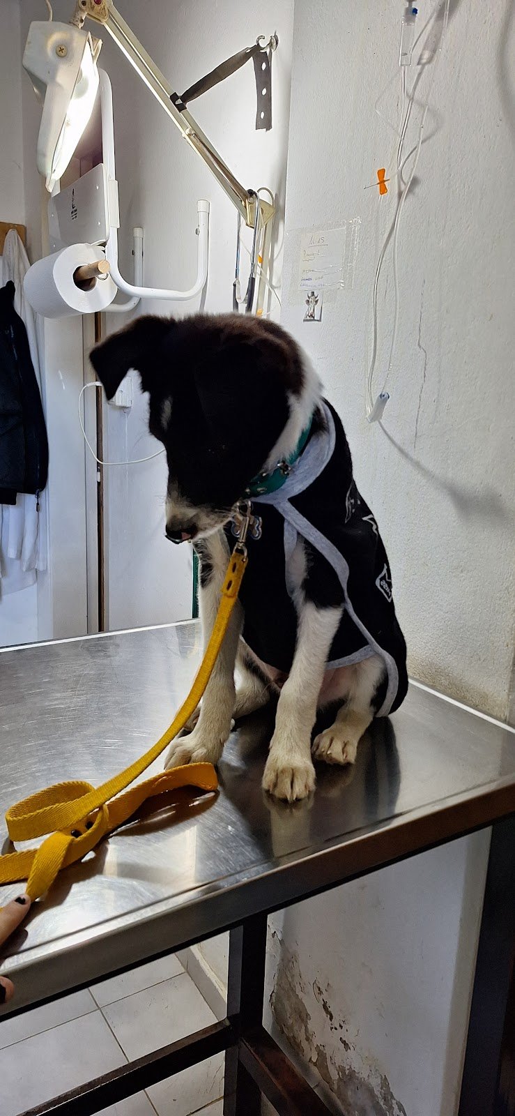 Veterinario Ruben Martínez
