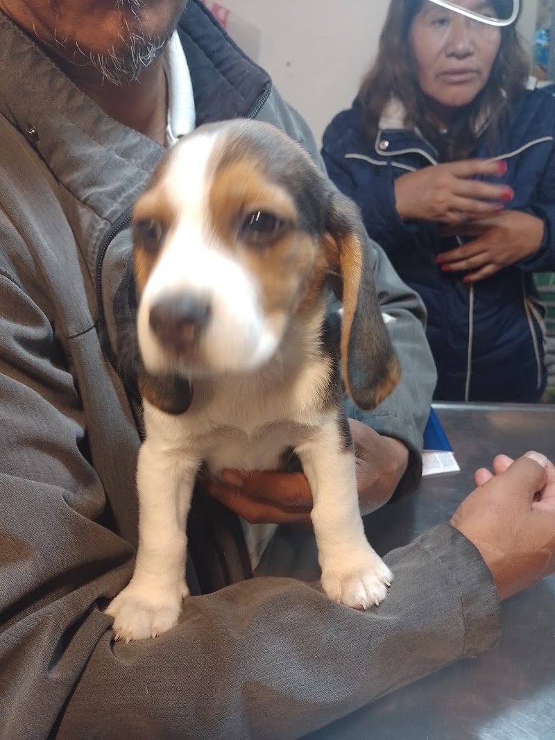 Veterinaria Austral